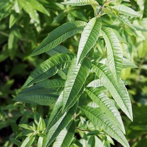 tisane verveine sommeil fleurelles