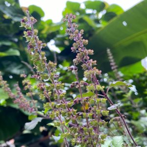 Tulsi basilic sacré stress fleurelles