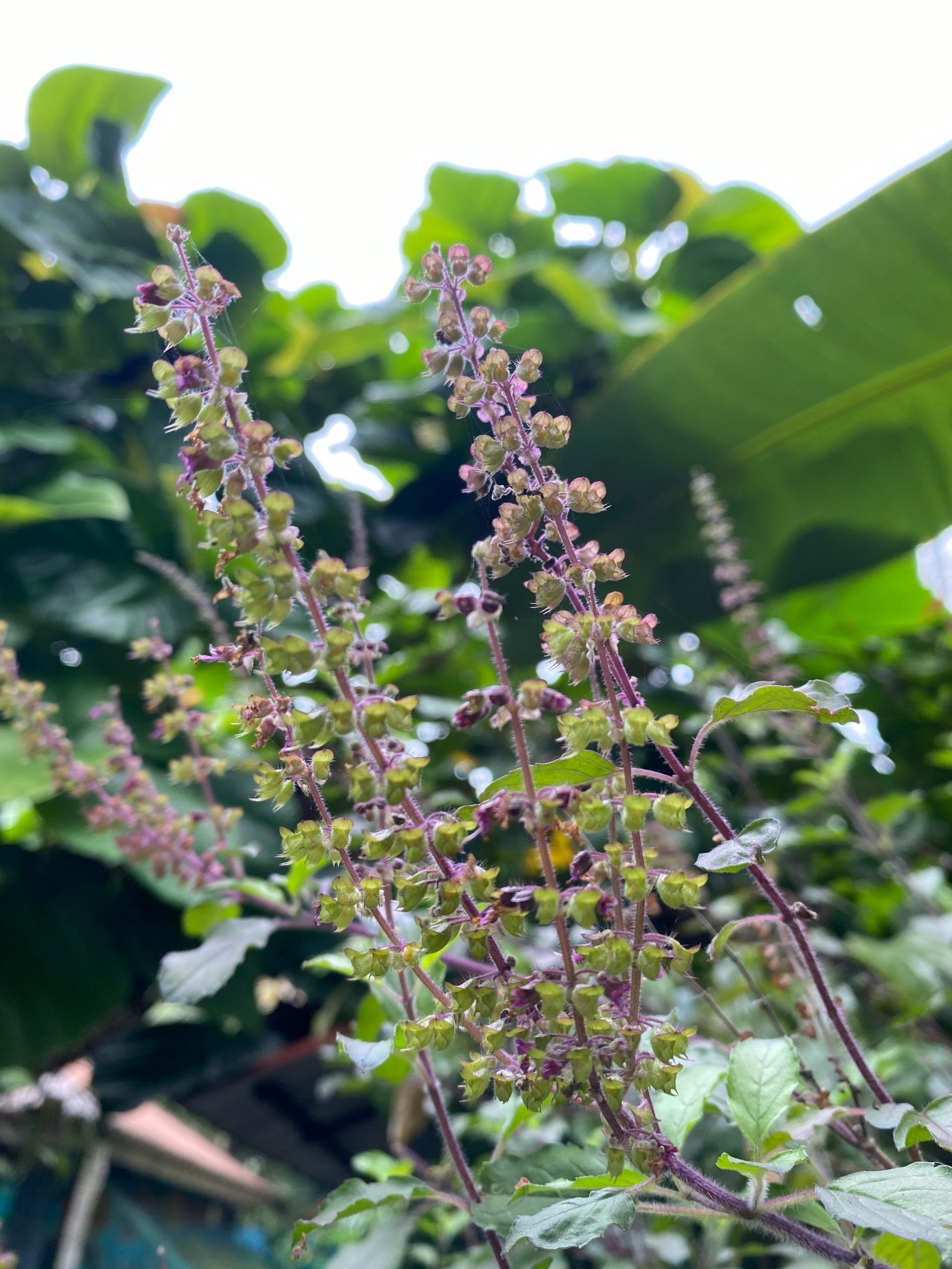 Tulsi basilic sacré stress fleurelles