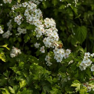 aubépine cœur nervosité fleurelles