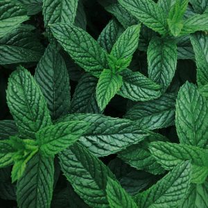 menthe poivree fleurelle immunité