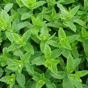 menthe-verte-fleurelles-rafraichissante
