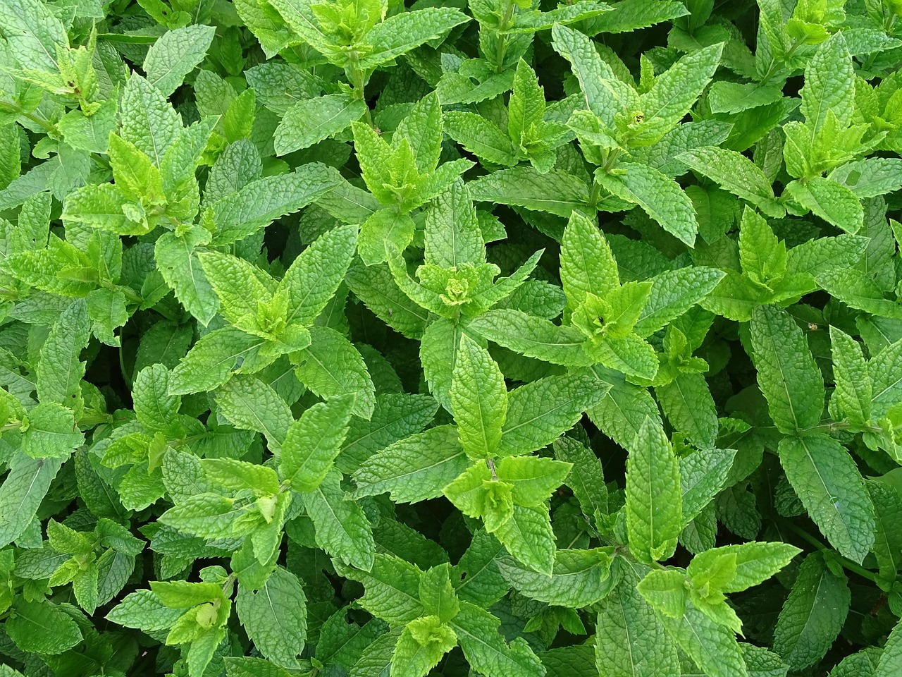 menthe-verte-fleurelles-rafraichissante