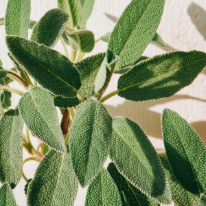 tisane sauge ménopause fleurelles