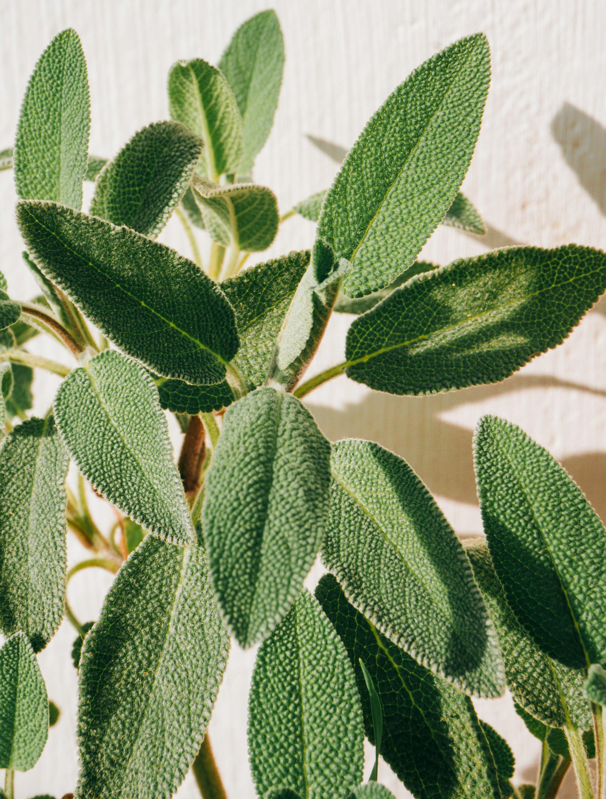 tisane sauge ménopause fleurelles