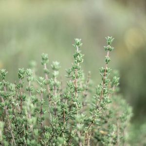 tisane thym fleurelles