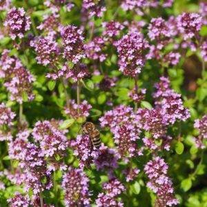 tisane thym serpolet fleurelles