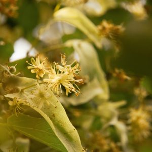 tisane tilleul sommeil relaxation fleurelles