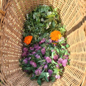 Plantes sèches en mélange