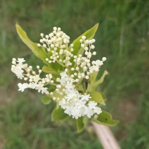 tisane fleurs de sureau fleurelles
