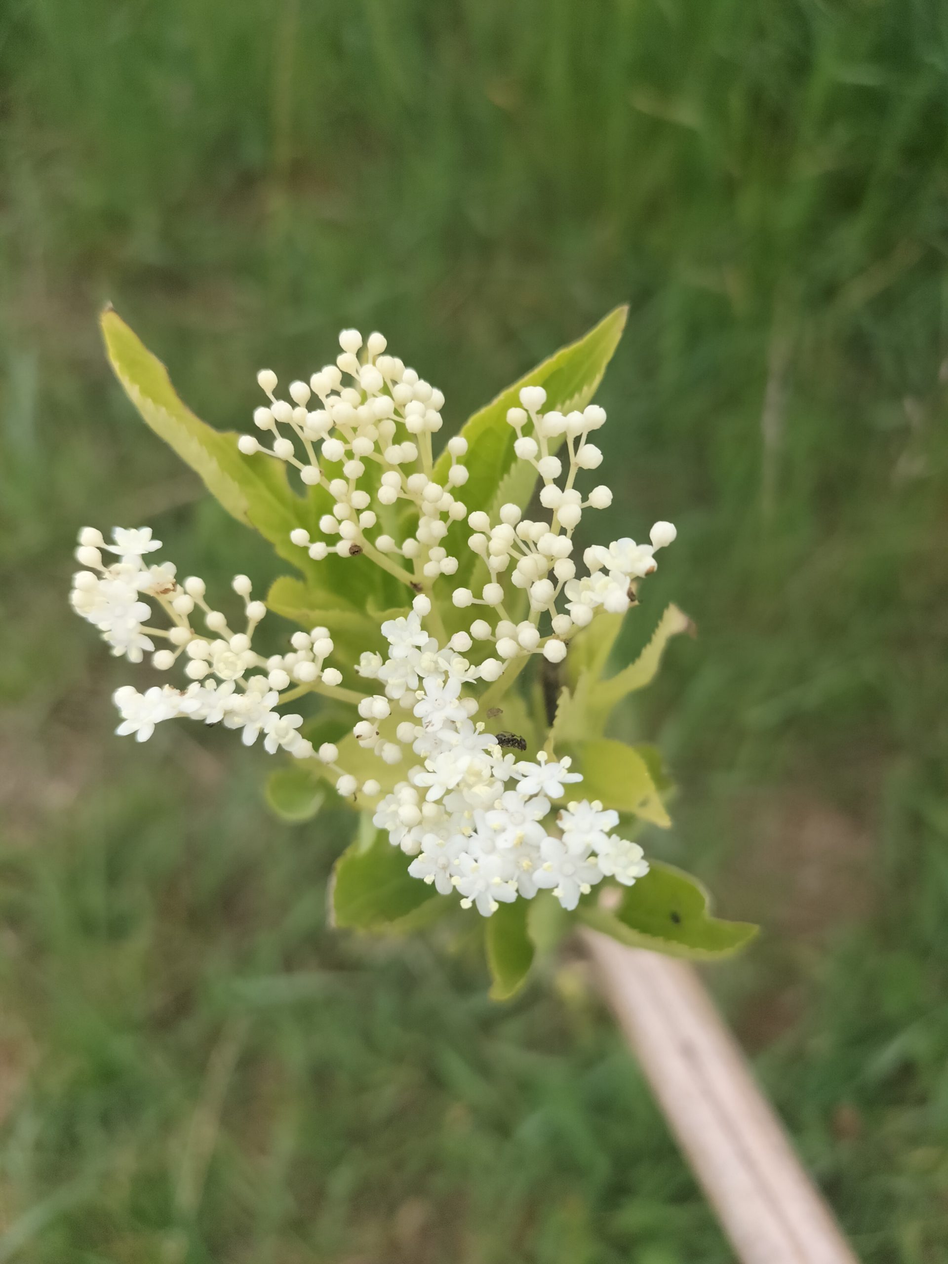 tisane fleurs de sureau fleurelles